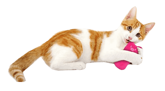 Mačja meta-igrača za mačke-Muca Meta